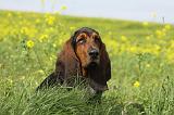 BASSET HOUND 006